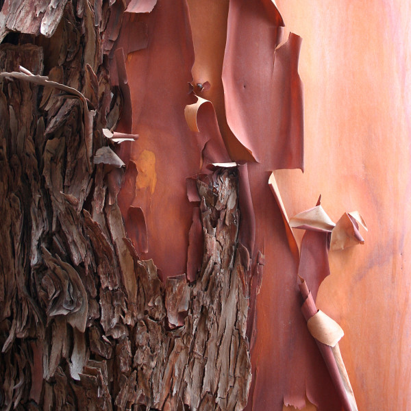 Madrone 2 by Maylee Noah
