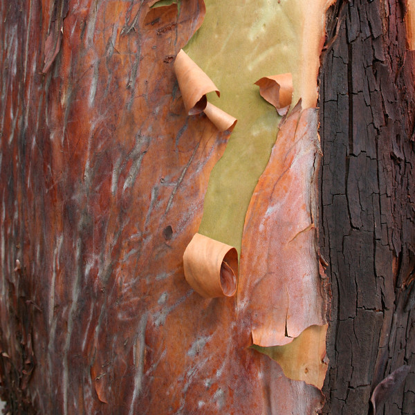Madrone 3 by Maylee Noah