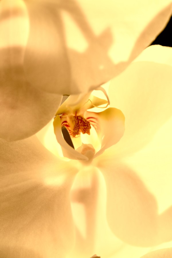 ORCHID by Katherine Loveland
