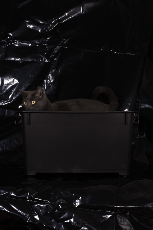 Schrodinger’s Cat Paradox by Noah McLaurine