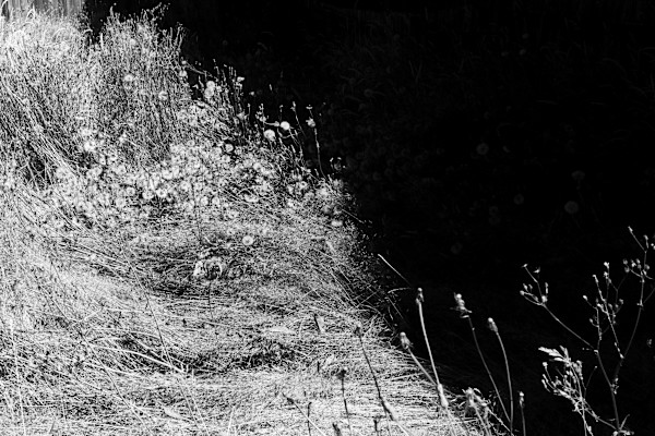 Weeds by Devin Gaan