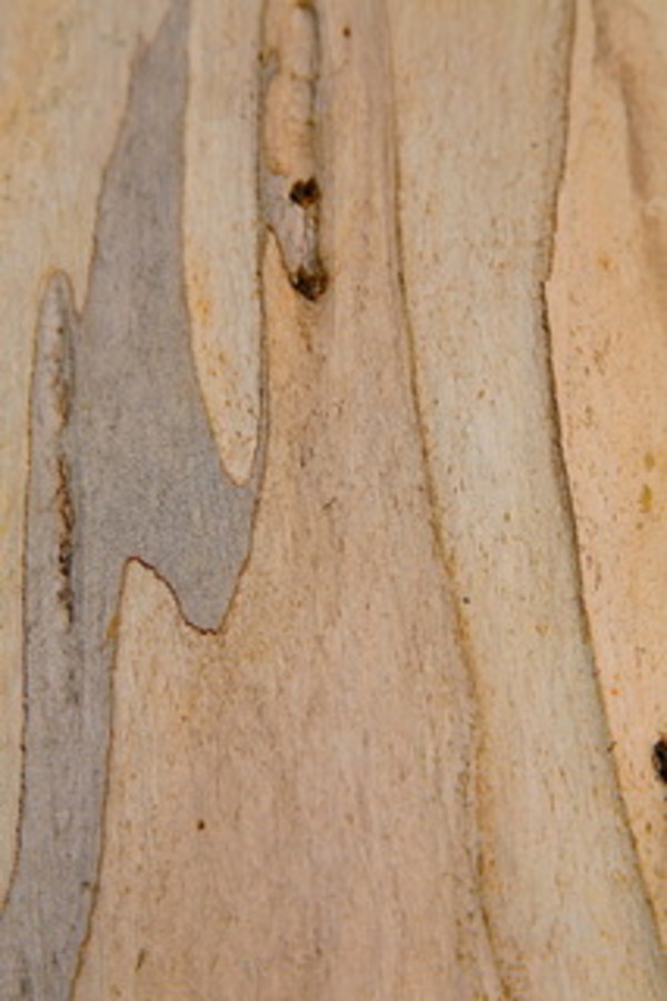 Eucalyptus Bark by Katherine Loveland