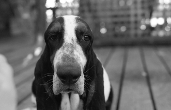 Rufus by Dorothy Anderson Wasserman