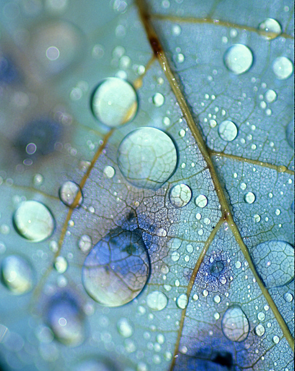 Blue Rain by Gittel Price