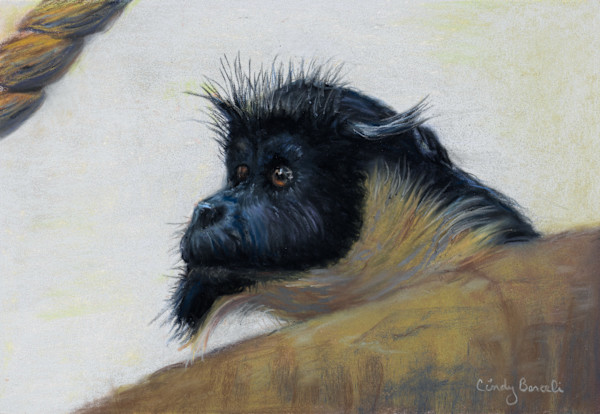 *Diana Monkey by Cindy Berceli