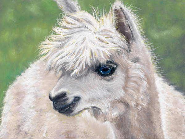 *Harry, the Alpaca by Cindy Berceli