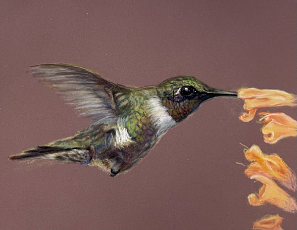 Hummingbird, orange flower by Cindy Berceli