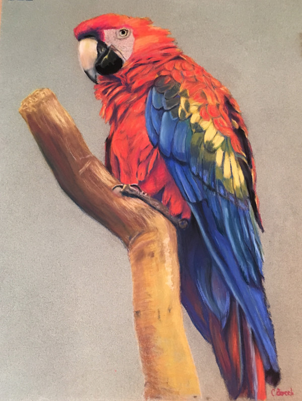 Polychromatic Pete by Cindy Berceli