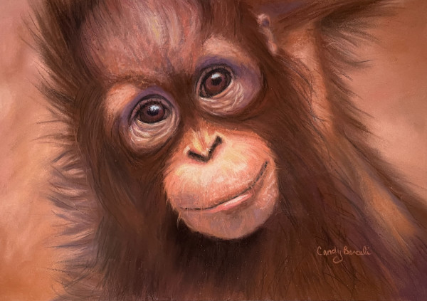 Little Orangutan