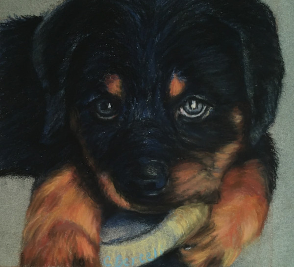 'Doberman pup'.  'Little Acetuna' by Cindy Berceli