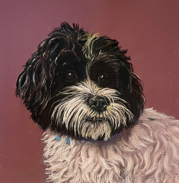 Tux   (Tuxedo) by Cindy Berceli