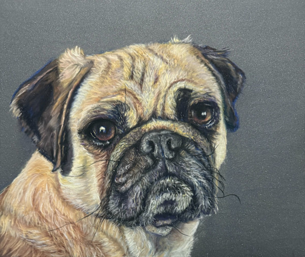 *Pug Puppy by Cindy Berceli