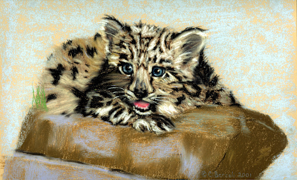 Snow Leopard on Rock by Cindy Berceli