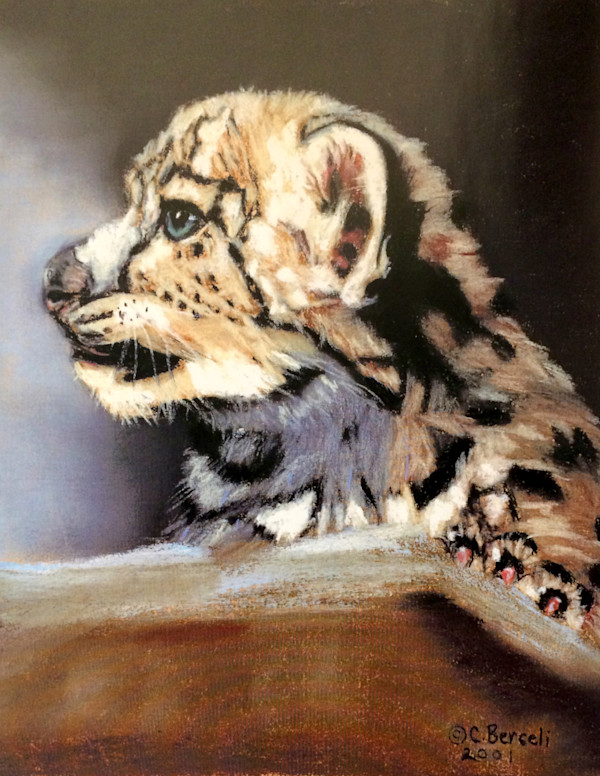 Snow Leopard by Cindy Berceli