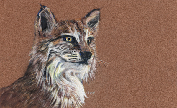 B   Bobcat by Cindy Berceli