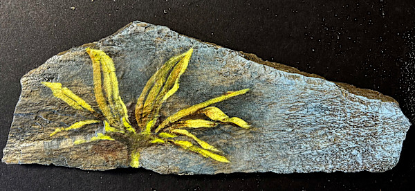 Echinacea Last Light by Karen Phillips~Curran