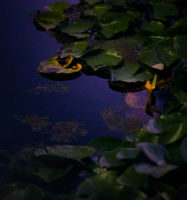 Lily Pads by T. Chick McClure