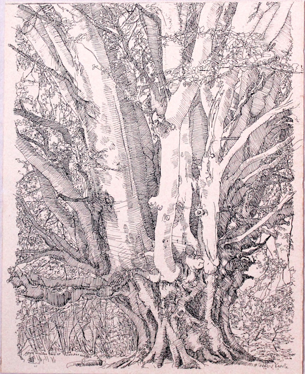 The Witches' Tree by Peter Keate