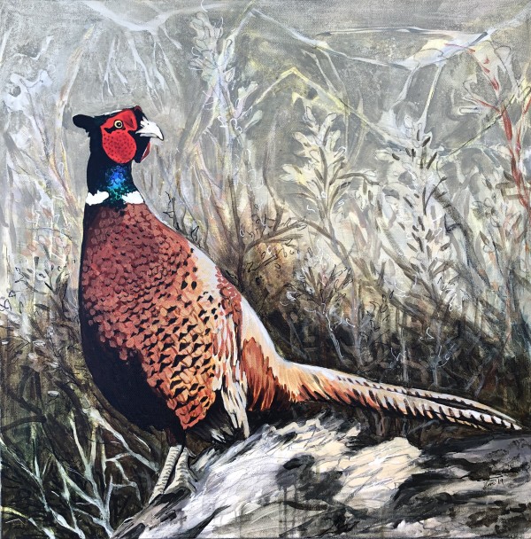 Ring-Necked Pheasant by Jennifer L Mohr