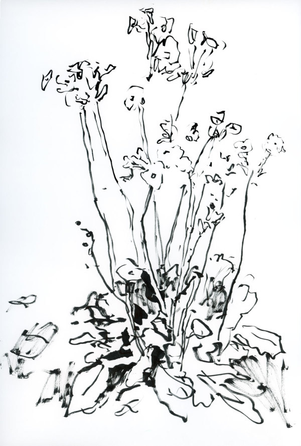 Primrose Sketch in Black & White by Jennifer L Mohr
