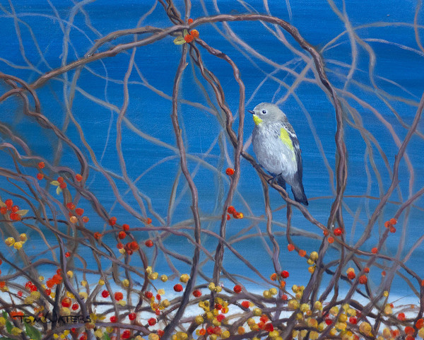 Myrtle Warbler and Winterberries by Thomas Waters