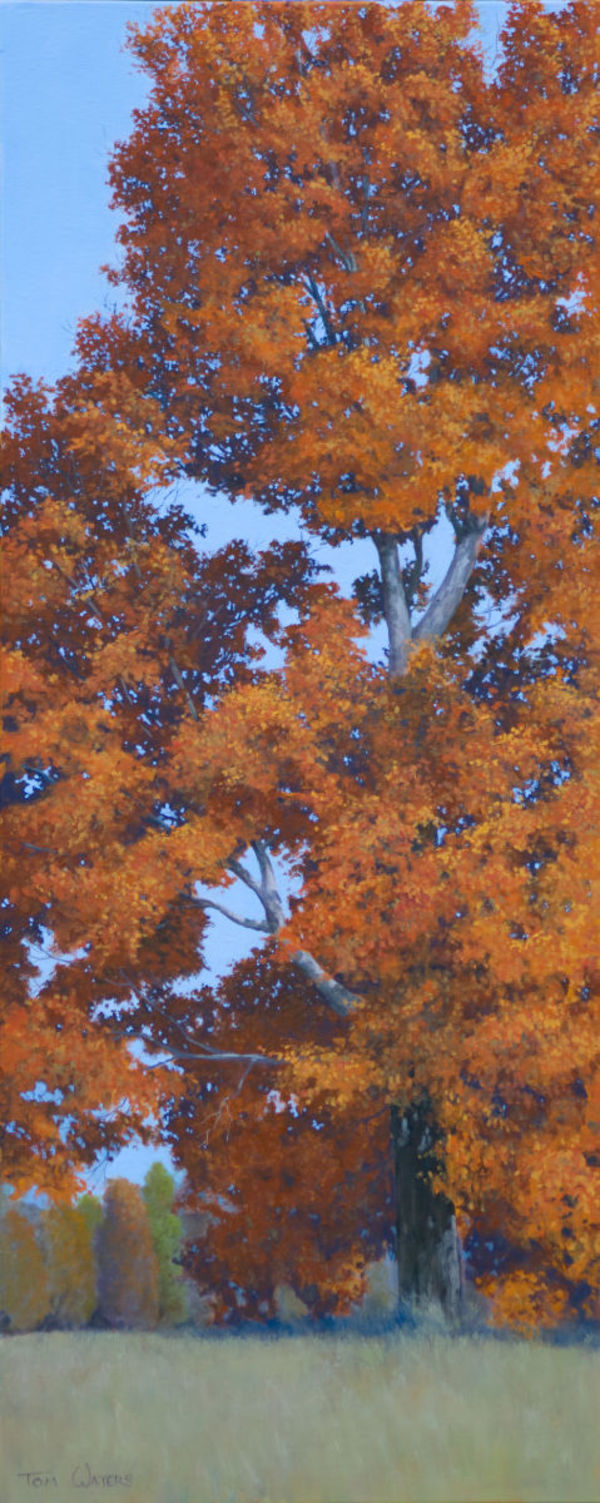 Majestic Maple, Autumn by Thomas Waters