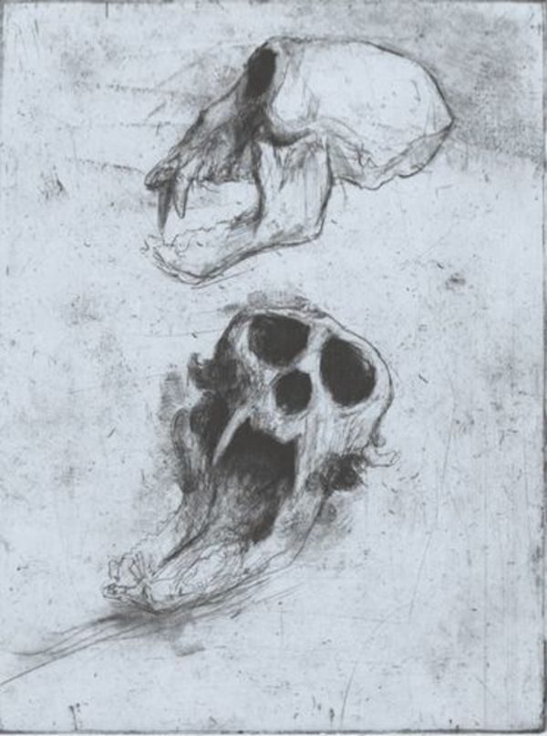 Monkey Skull by Lee Newman