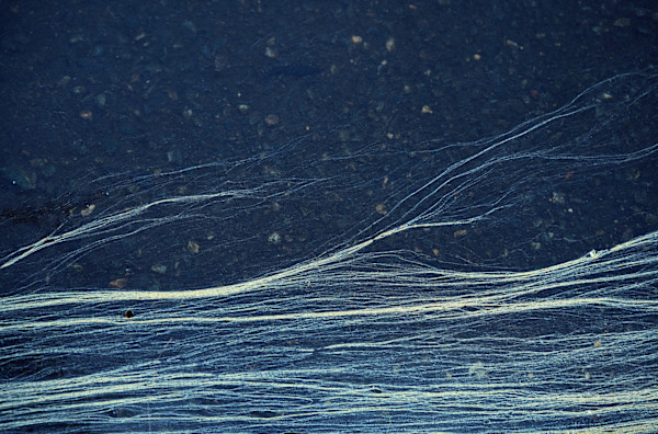 Spot Pond by Sasha Knittel