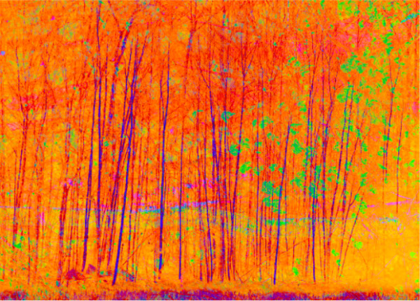 Tree Impression Yellow by Estelle  Disch