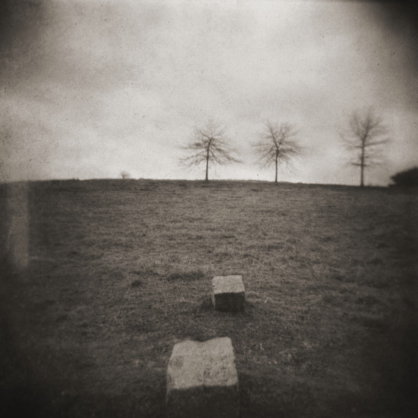 Three Trees by Dennis Stein