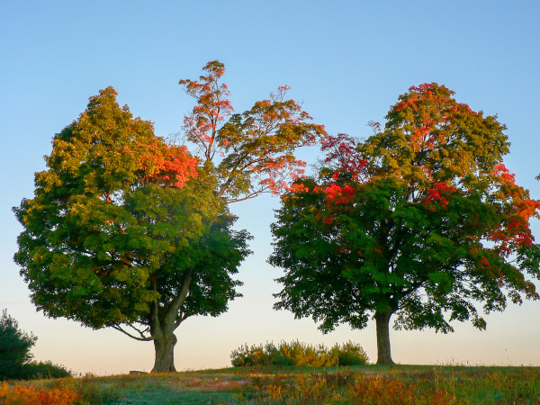 Two Trees in Autumn by David Lee Black
