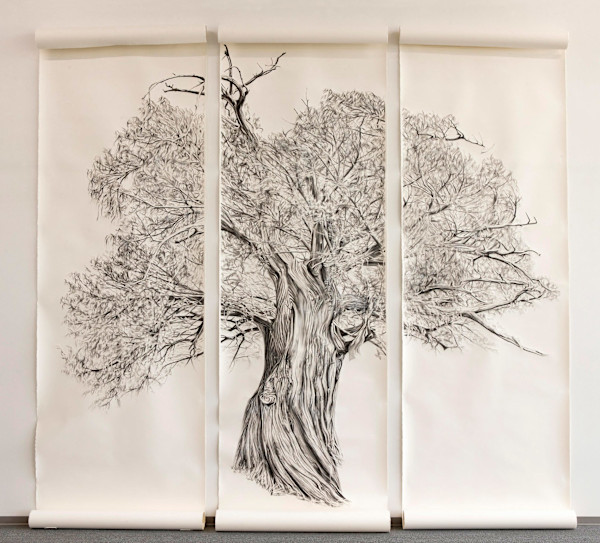 900+ Montezuma Cypress by Jessica Monroe Fine Art