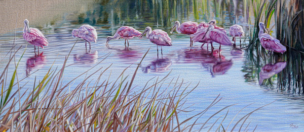 Spoonbills
