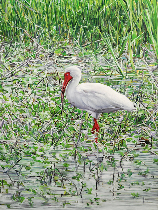 White Ibis by Jessica Monroe Fine Art