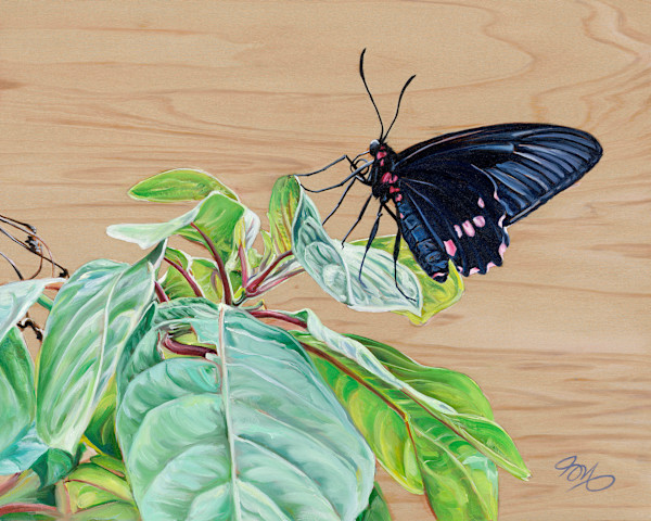 Black Butterfly by Jessica Monroe Fine Art