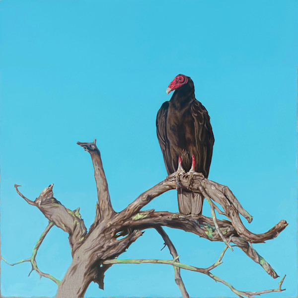 Vulture IV by Jessica Monroe Fine Art