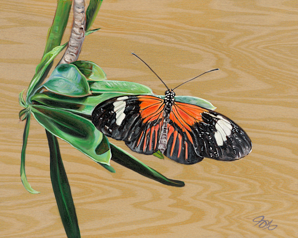 Orange Butterfly by Jessica Monroe Fine Art