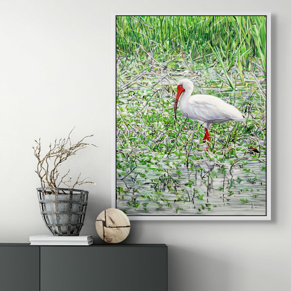 White Ibis