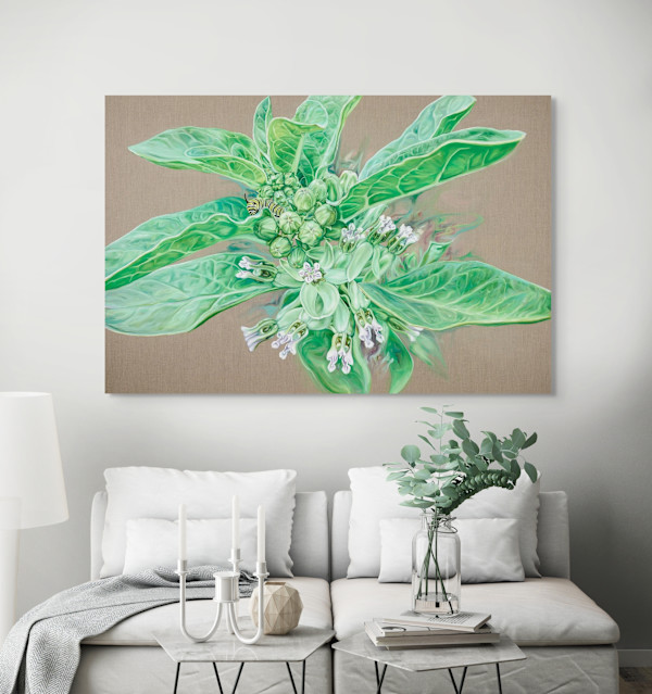 South Texas Milkweed