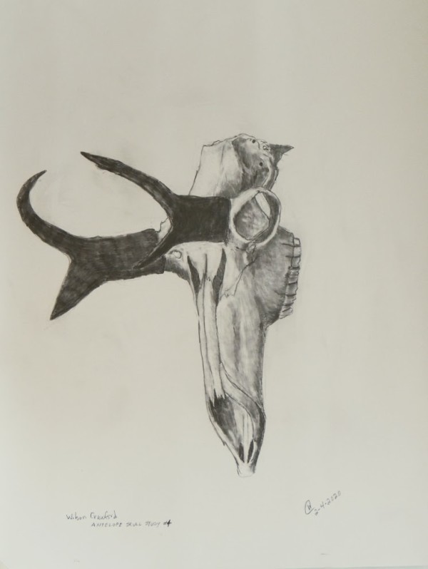Antelope Skull #4 by Cate Crawford and Wilson Crawford