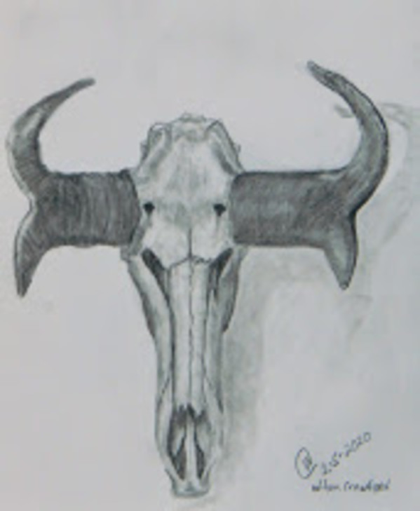 Antelope Skull Study by Cate Crawford and Wilson Crawford