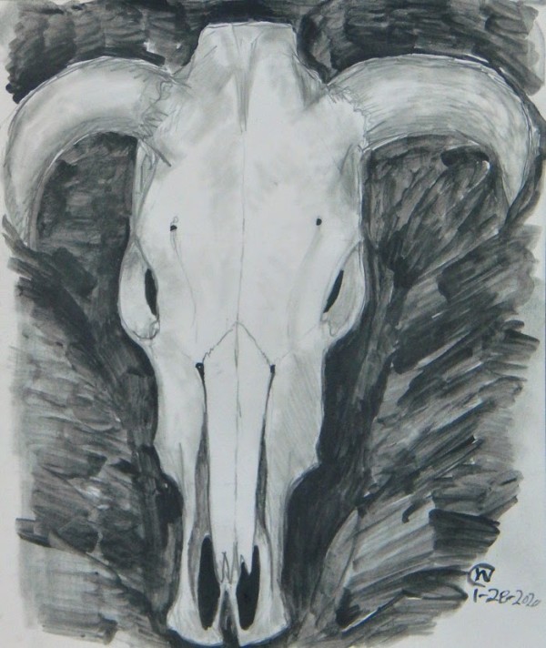 Cow Skull Study #1 by Cate Crawford and Wilson Crawford