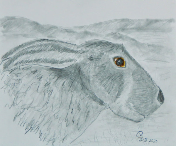 Jackrabbit Study#1 by Cate Crawford and Wilson Crawford