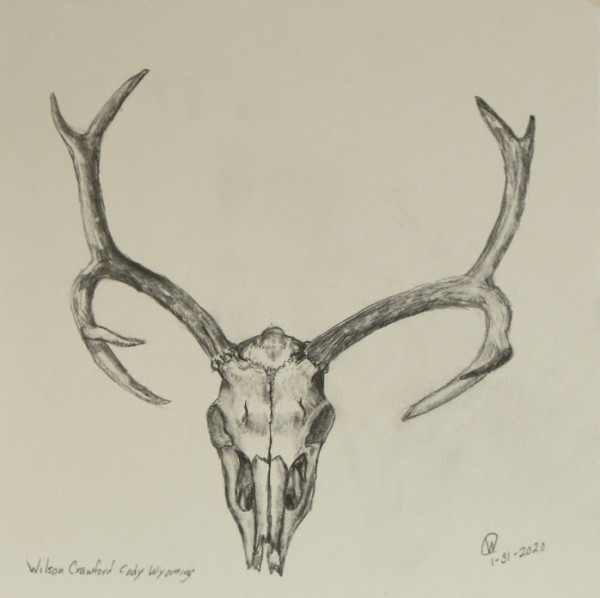 Mule Deer Skull by Cate Crawford and Wilson Crawford