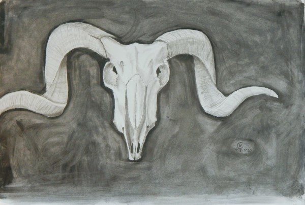 Ram Skull on Gray by Cate Crawford and Wilson Crawford