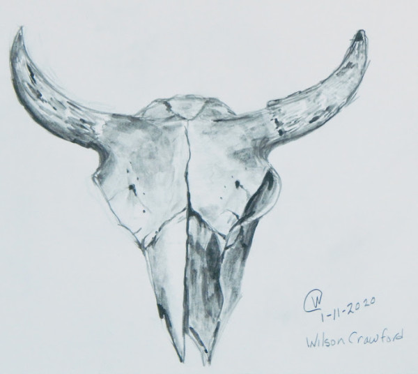 Study Buffalo Skull by Cate Crawford and Wilson Crawford