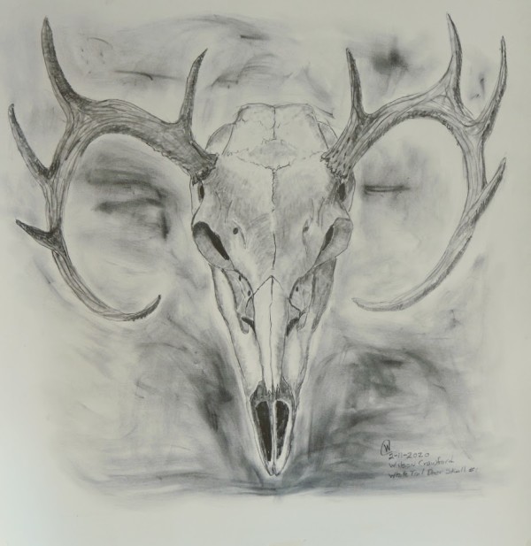 White Tail Skull #1 by Cate Crawford and Wilson Crawford