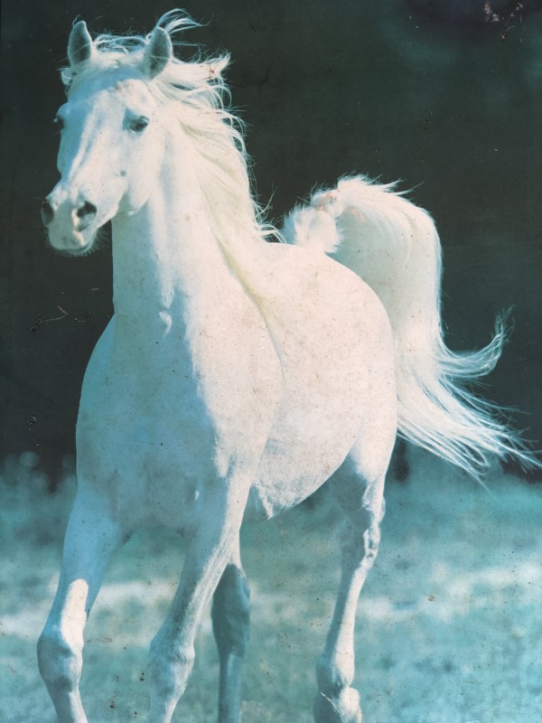 Un cheval blanc by Inconnu