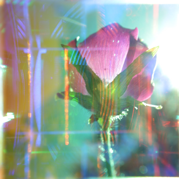 Prismatic Tulip by Brandon Woods, Image 3.