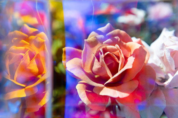 Prismatic Coral Rose by Brandon Woods, Image 1.